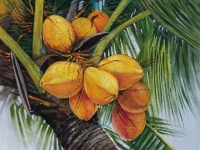 COCOTEROS-OIL-35.5X27.5
