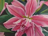 1-LIRIO-ROSA-OIL-24X24