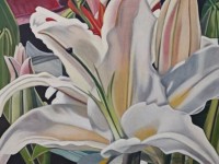 14-LIRIO-BLANCO-OIL-19X24