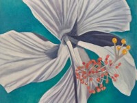 17-HIBISCO-BLANCO-OIL-14X14