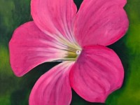 23-FLOR-ROSA-DEL-CAMPO-OIL-14X14
