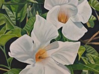6-JAZMIN-BRASILENO-OIL-24X30