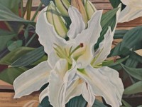 7-LIRIO-DE-PASCUA-30X24
