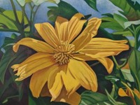 9-BOTON-DE-ORO-OIL-24X30